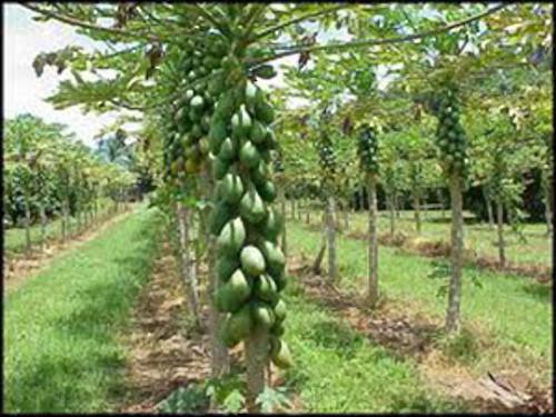 papaya-plantation